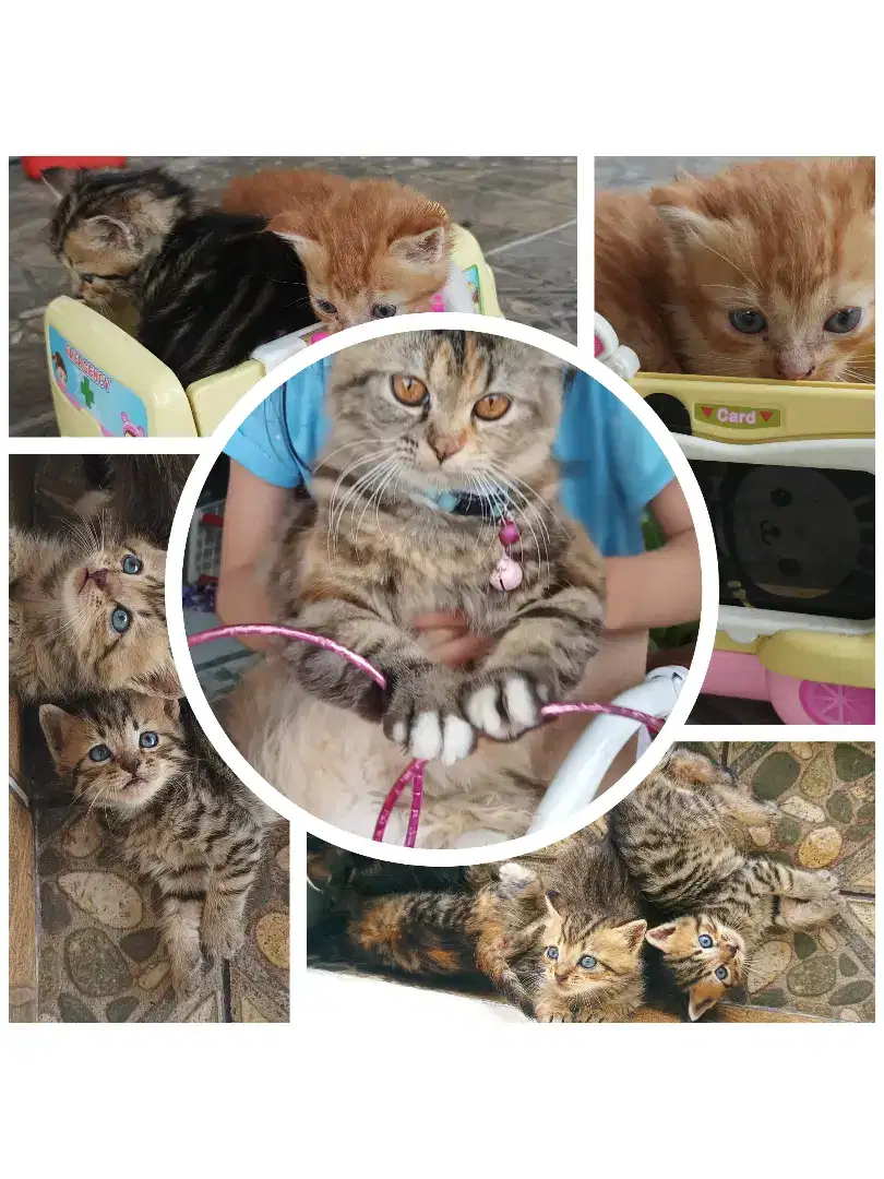 Kucing Persia dan kittens