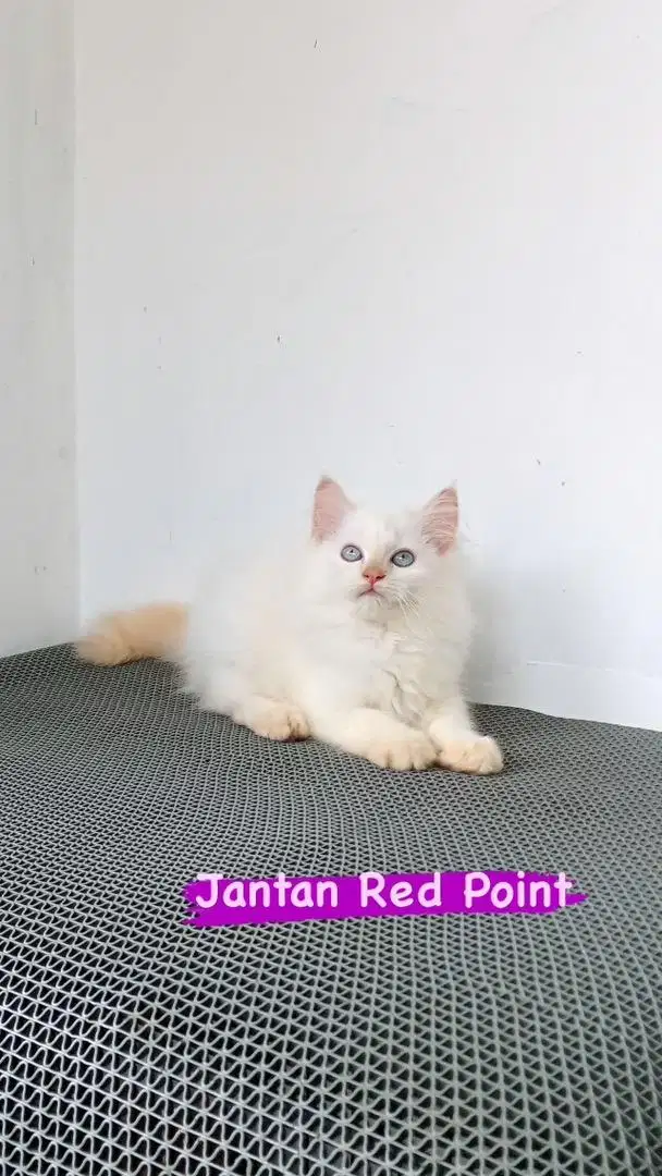 Kitten jantan himalay red point