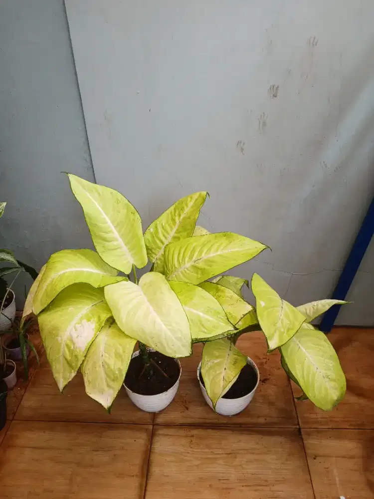 Jual Murah 2 Pcs Aglonema Tisu