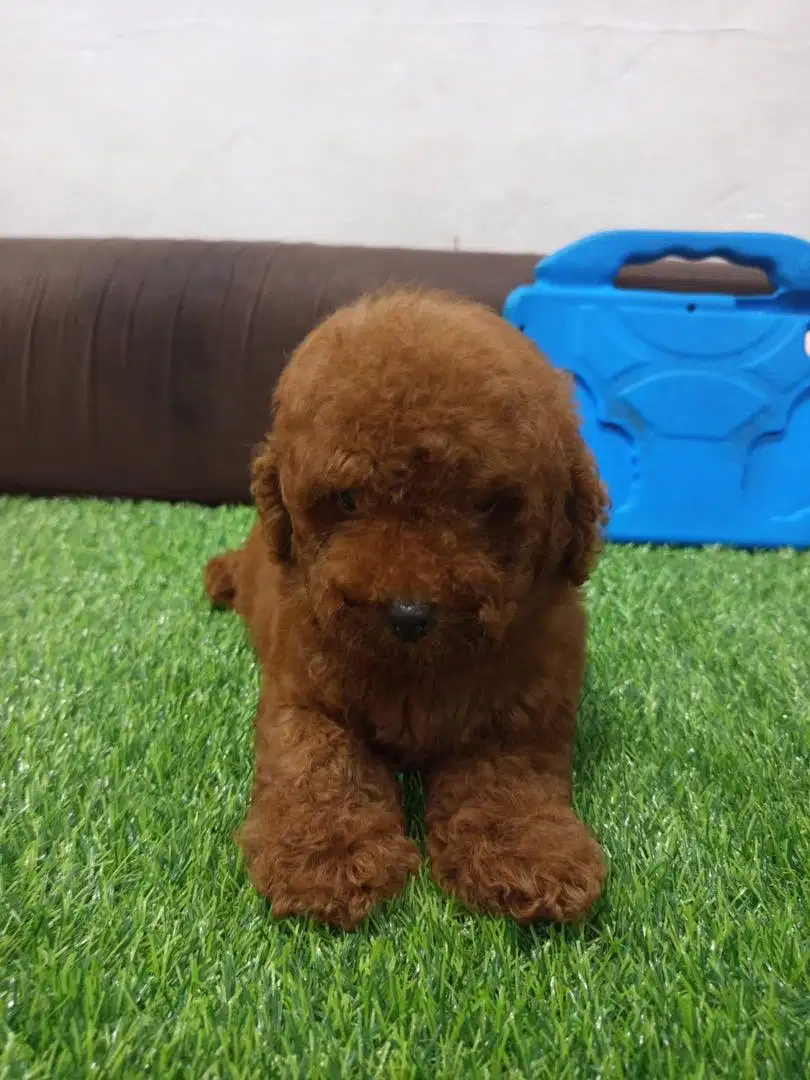 Di jual anjing tiny poodle Jantan murmer usia 2 bulan