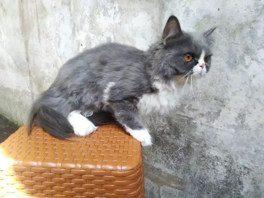 Kucing persia indukan