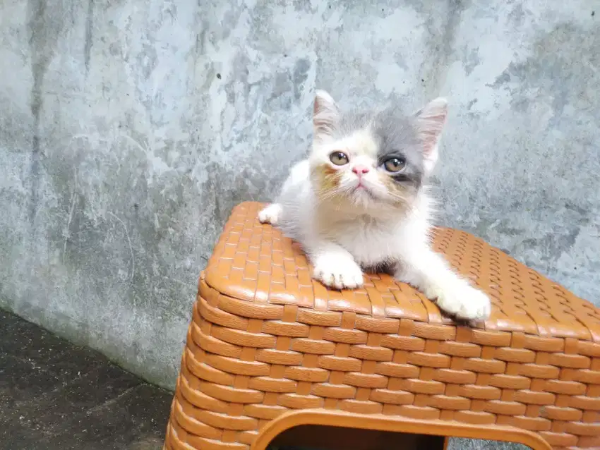 Kucing kitten shorthair