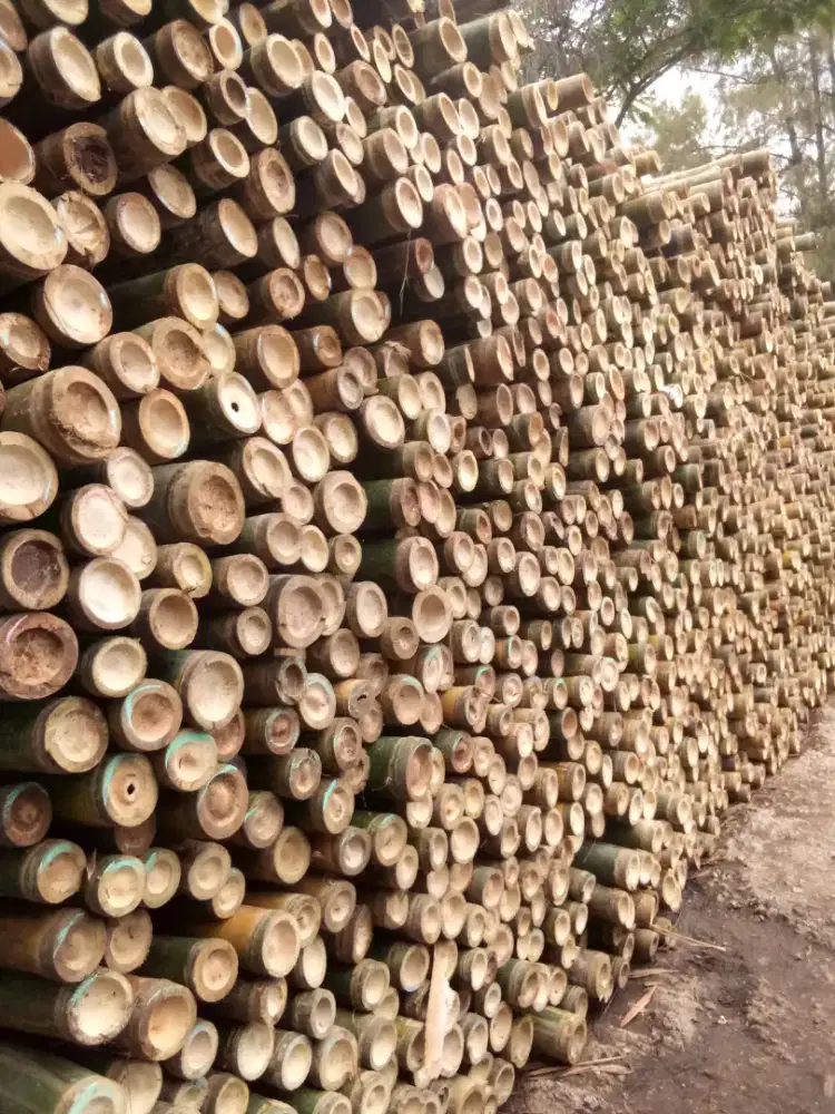 Jual bambu stger dll