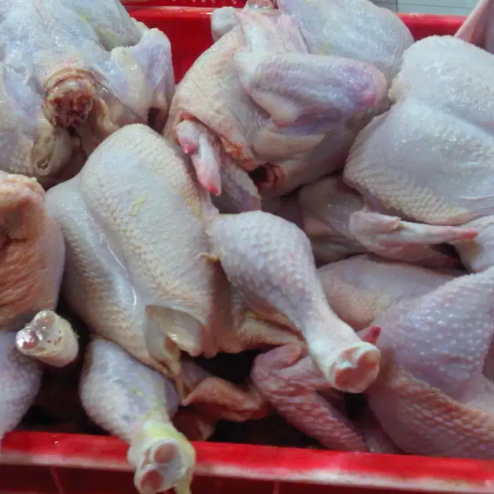 jual ayam potong utuh harga paling murah di surabaya