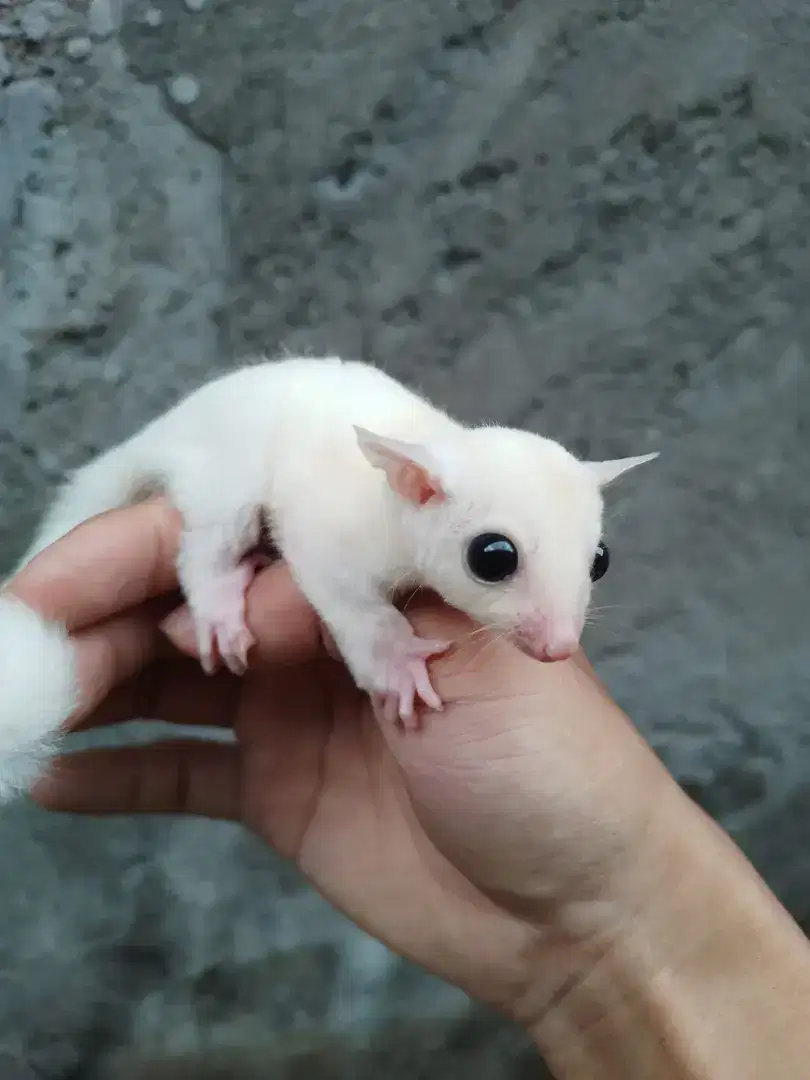 Sugar glider joey leu jantan