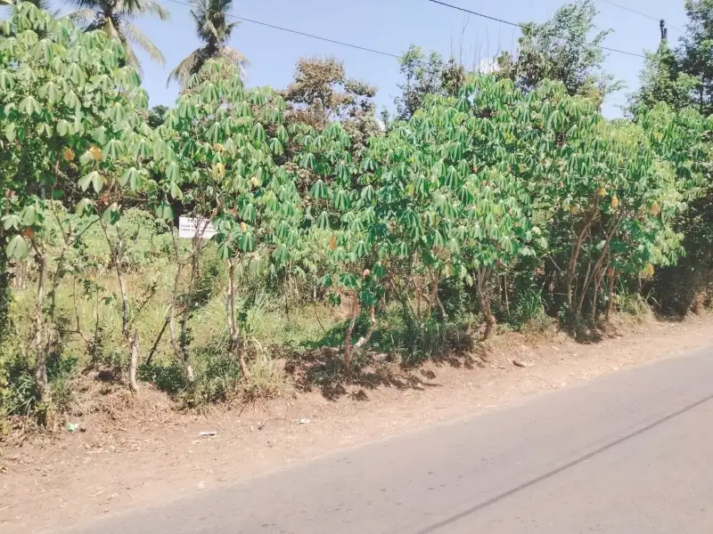 TANAH PEKARANGAN 1200M DI BOROBUDUR MAGELANG