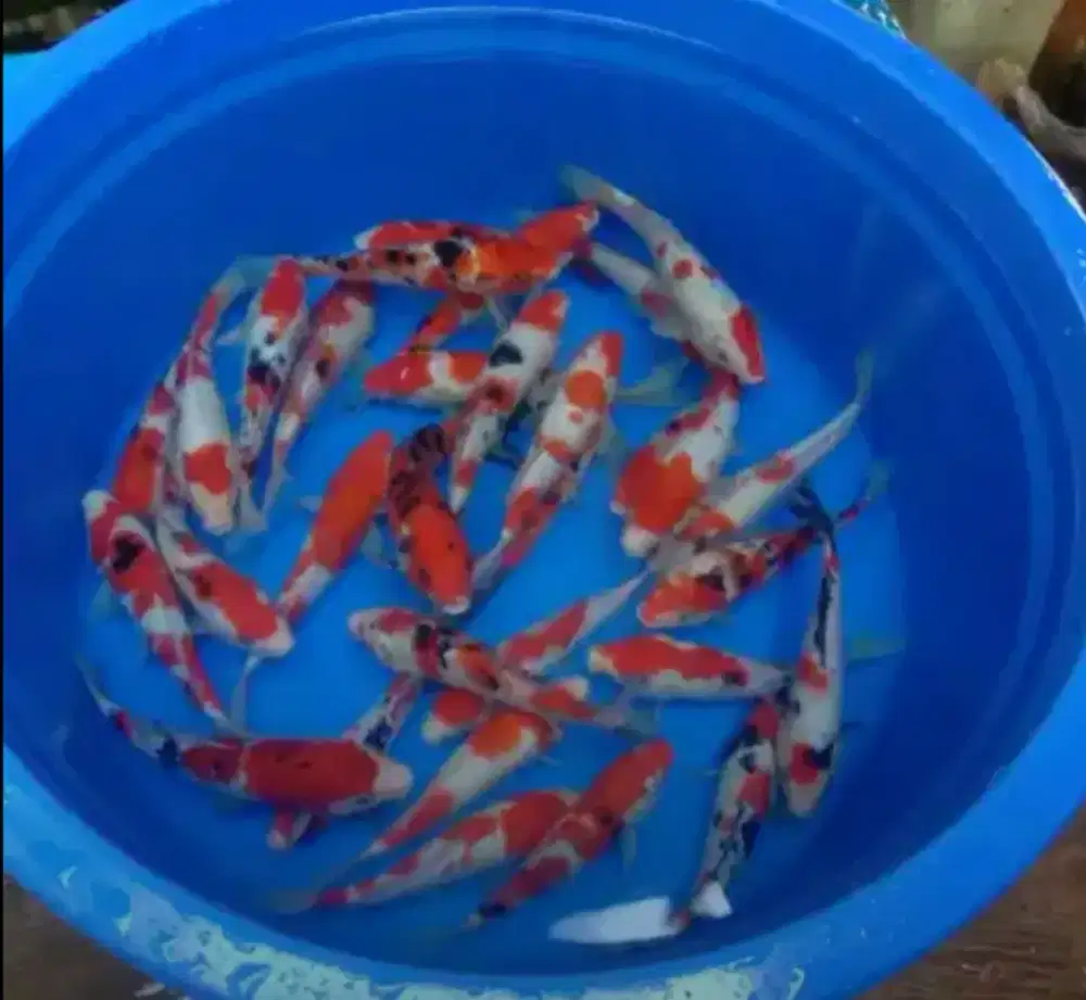 Sedia ikan koi 20cm paket 50 ekor
