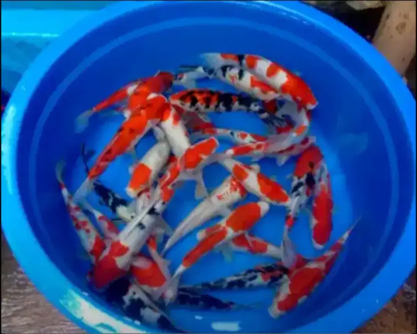 Jual ikan koi 20cm paket 50 ekor