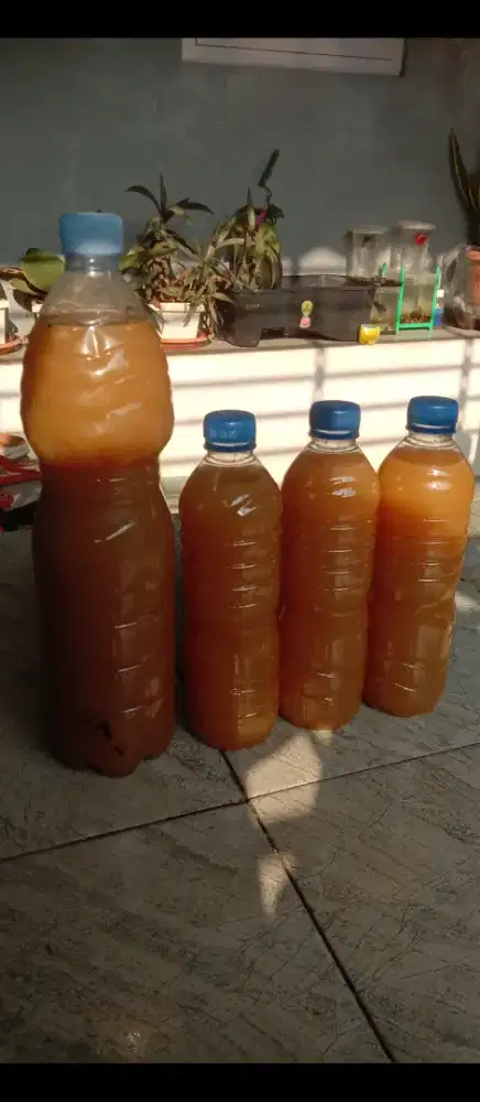 Pupuk organik cair (POC) pembuahan