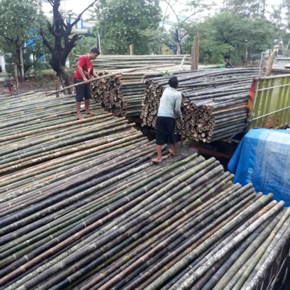 Jual bambu 6 meter
