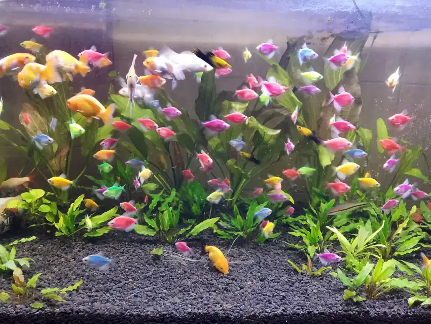 Ikan hias aquarium air tawar