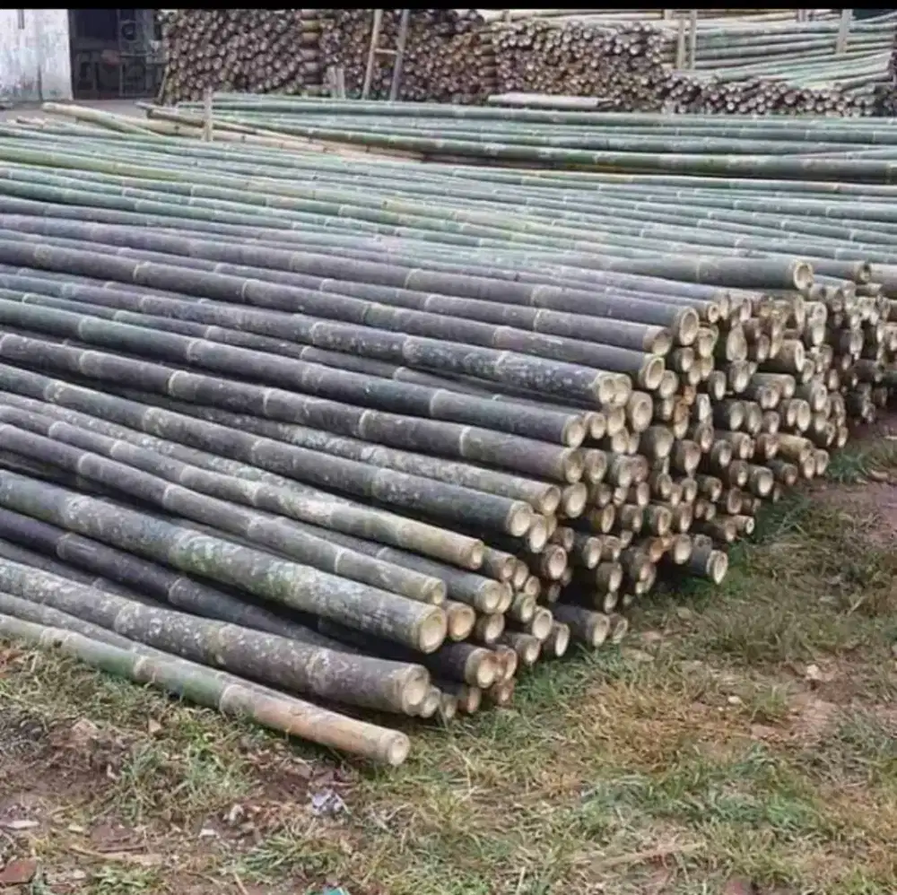 Jual bambu 8-10