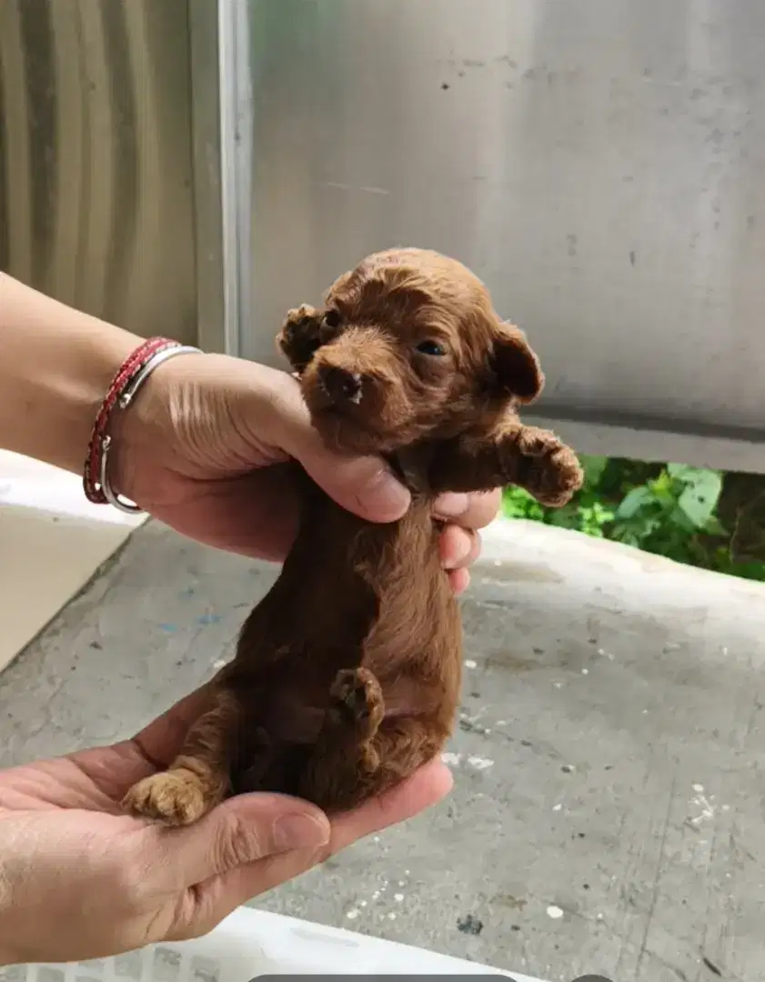 Anakan red toy poodle