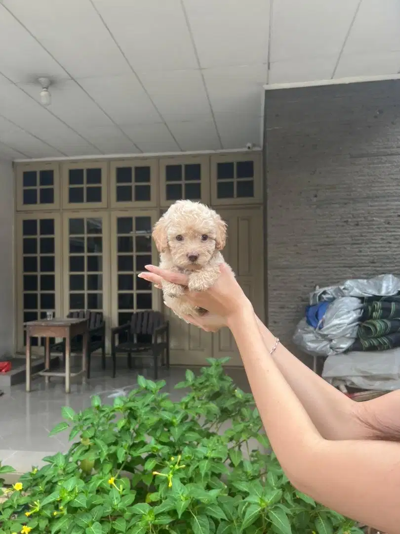 Tiny Poodle Female and Toy