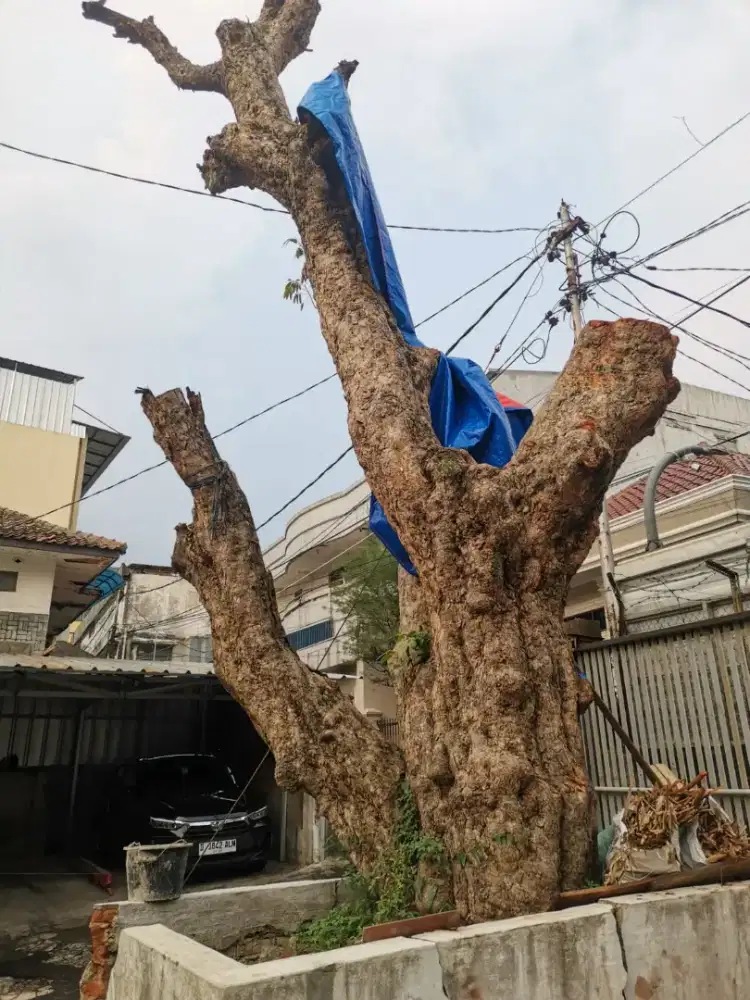 Jasa potong rumput bandung dan tebang pohon