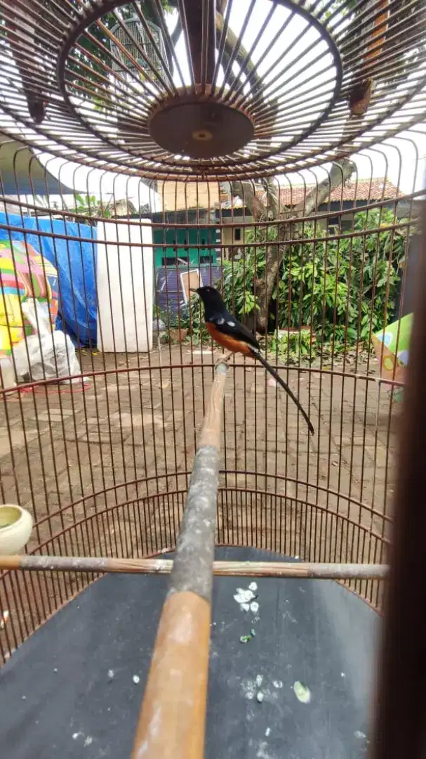 Jual burung murai gacorr