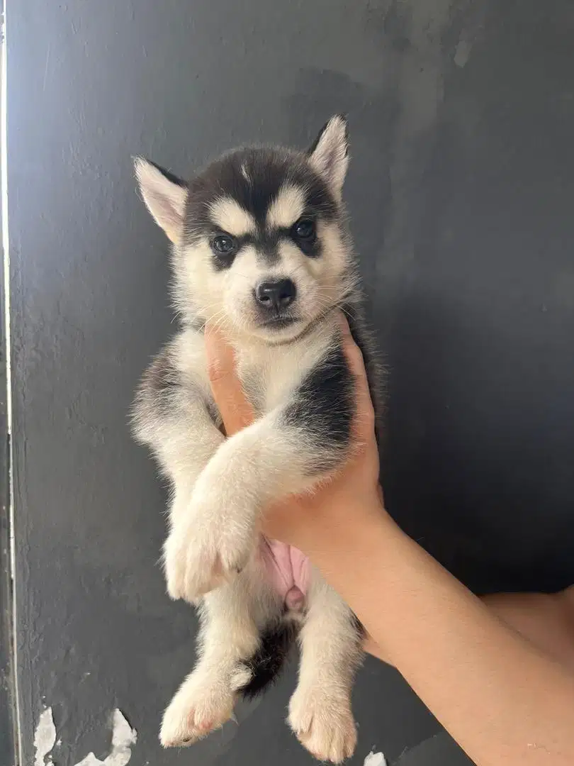 Siberian husky female