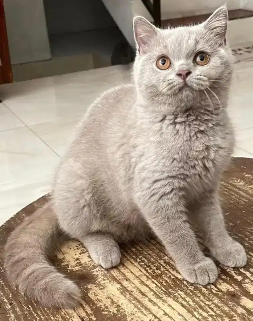 Kucing british shorthair bsh british short hair betina