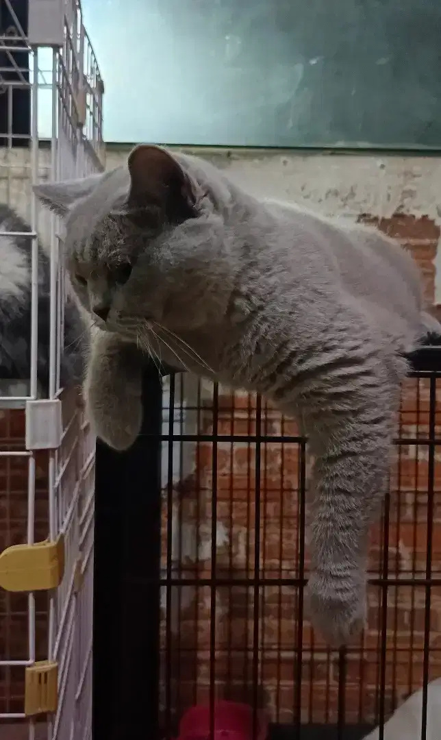 Kucing British Shorthair BSH Betina Lilac Hamil Ped WCF Line Champion