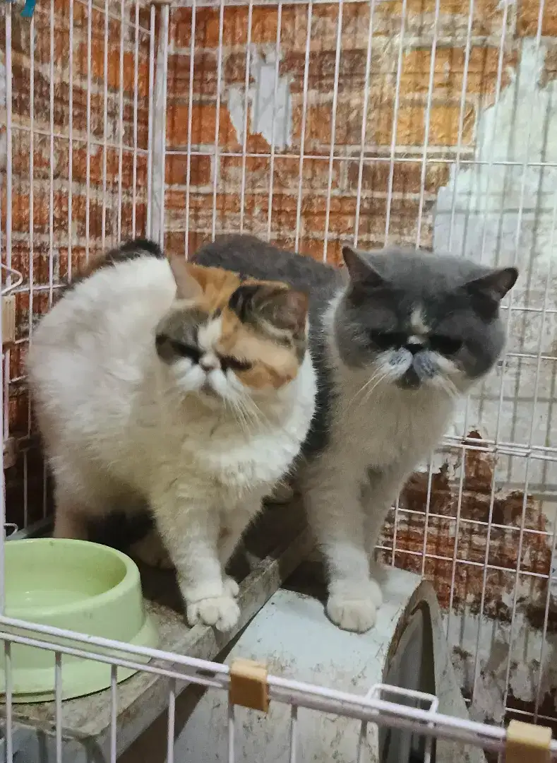 Kucing Persia Peaknose Exotic Sepasang Calico + Blue Bicolor Line Ped