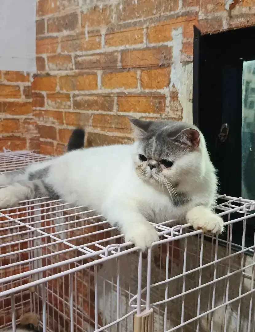 Kucing Persia Peaknose Exotic Jantan Blue Harlequin Line Ped