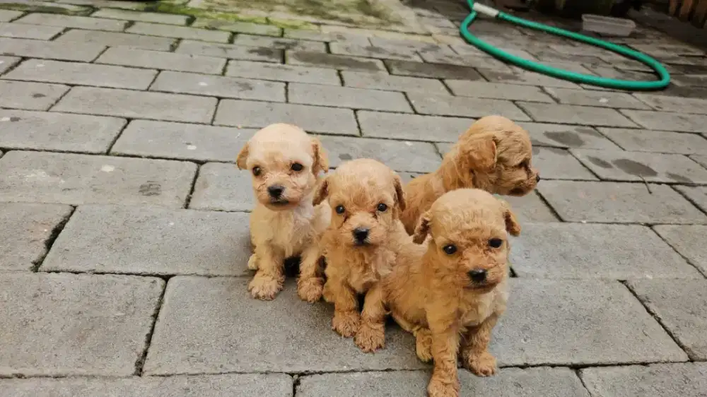 MURAH MERIAH ANJING TOY POODLE MINI SUDAH READY