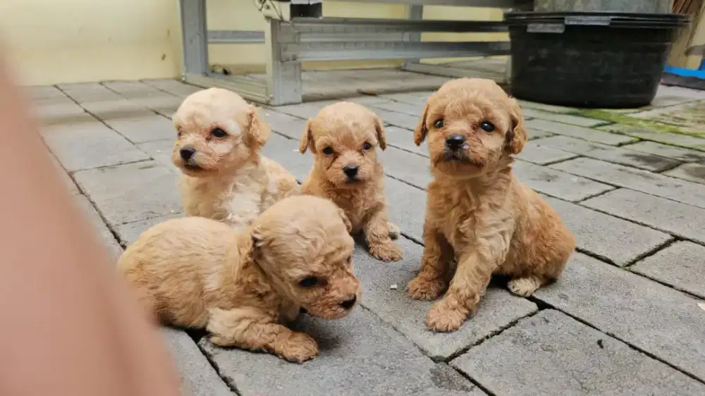SIAP BAWA PULANG ANJING TOY POODLE MINI