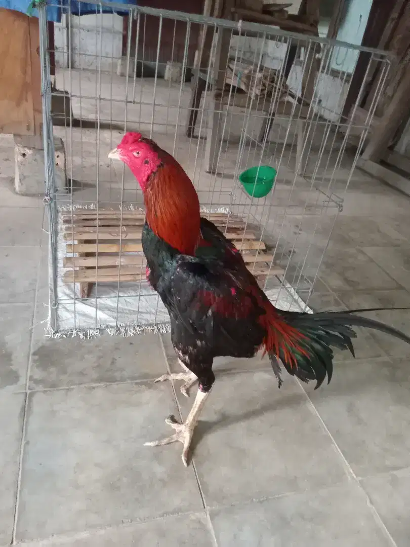 ayam bangkok khoytrad