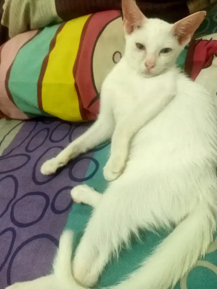 Kucing putih betina polos mixdown bermata unik kuning biru
