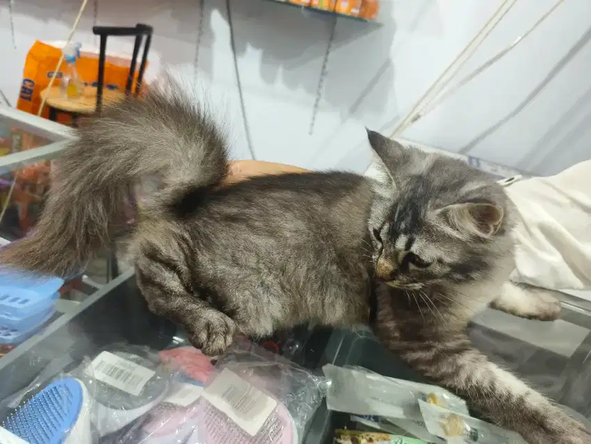 Kucing persia asli