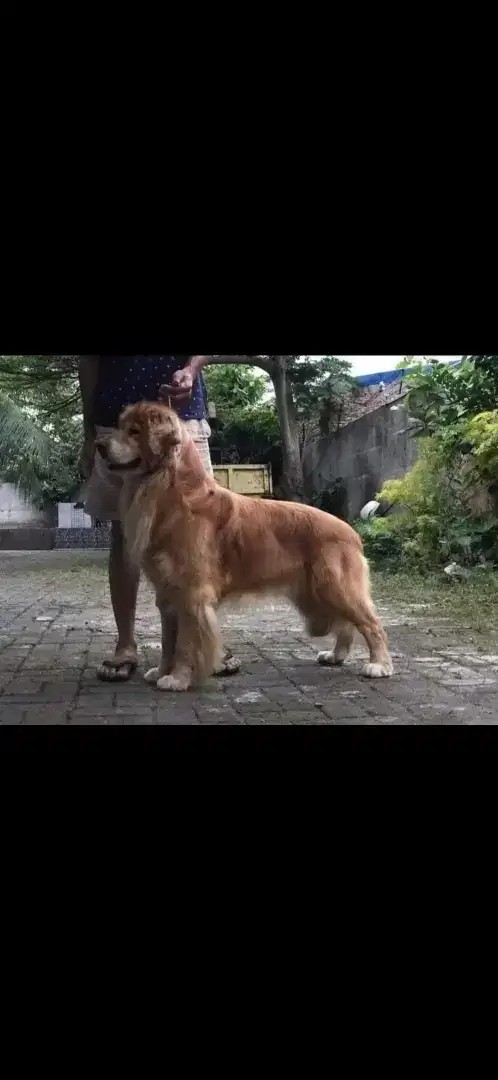 Golden retriever cari betina