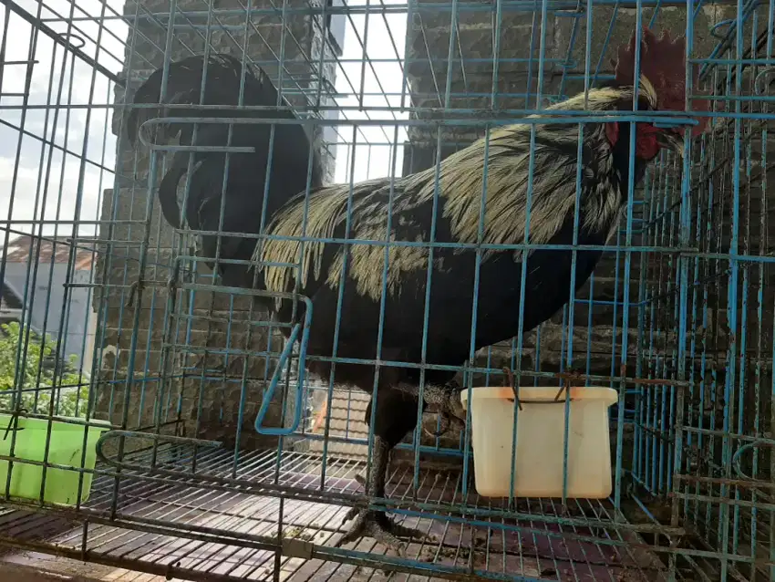 Ayam Ispenc Turkey si Brewok, Kaki berbulu, Body besar, Bulu tebal