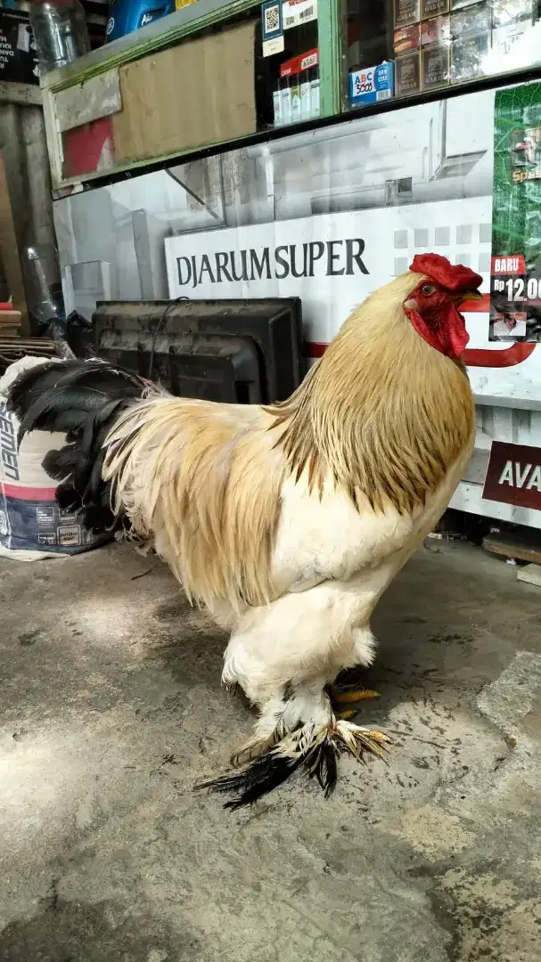 Ayam hias brahma