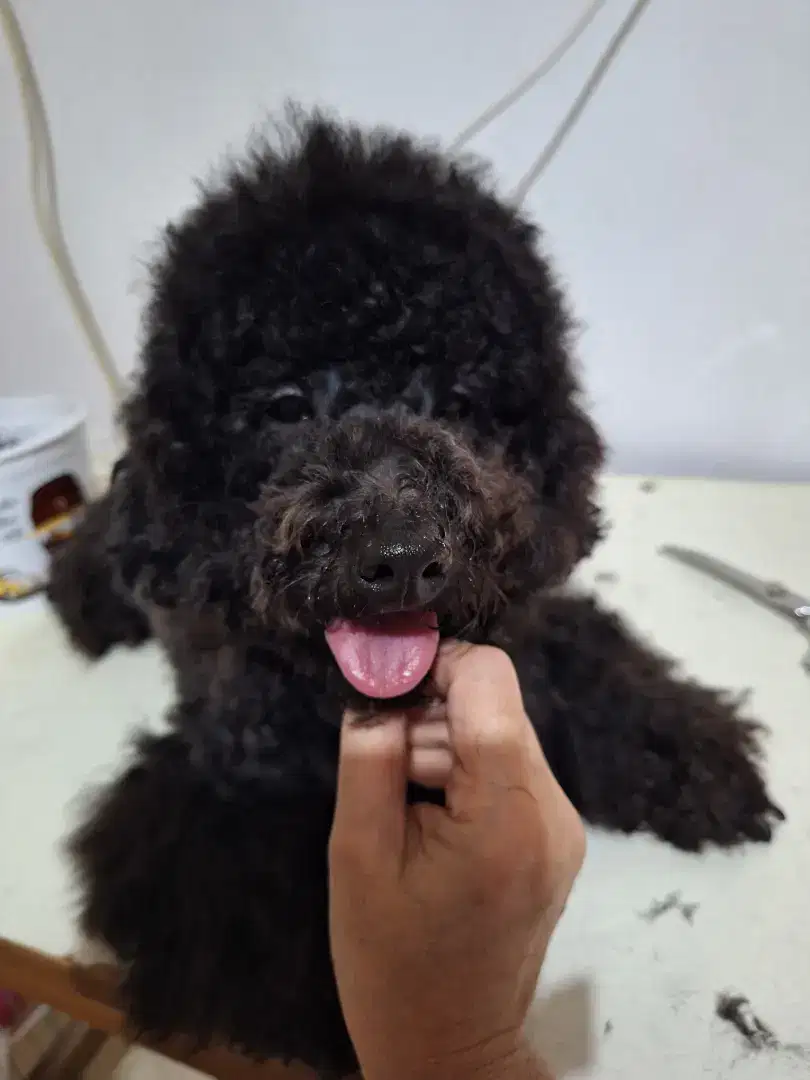 Open stud toy poodle grey red stb pendek