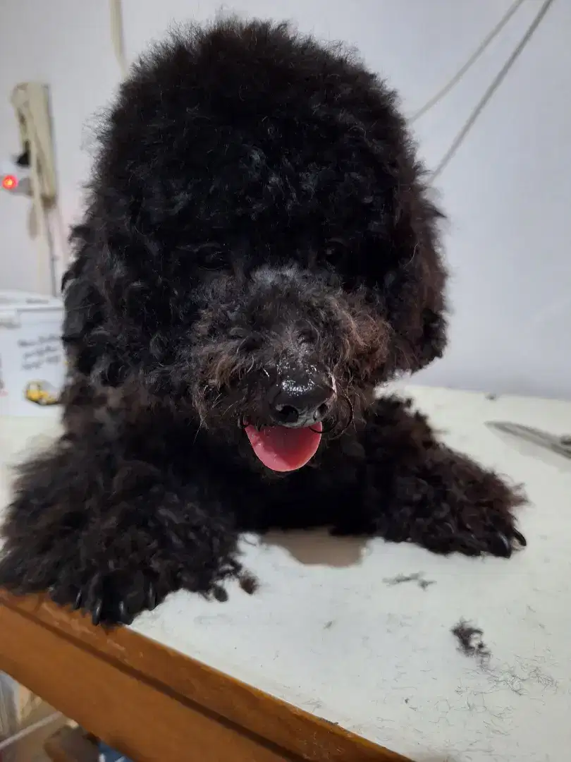 Open stud toy poodle grey red stb pendek