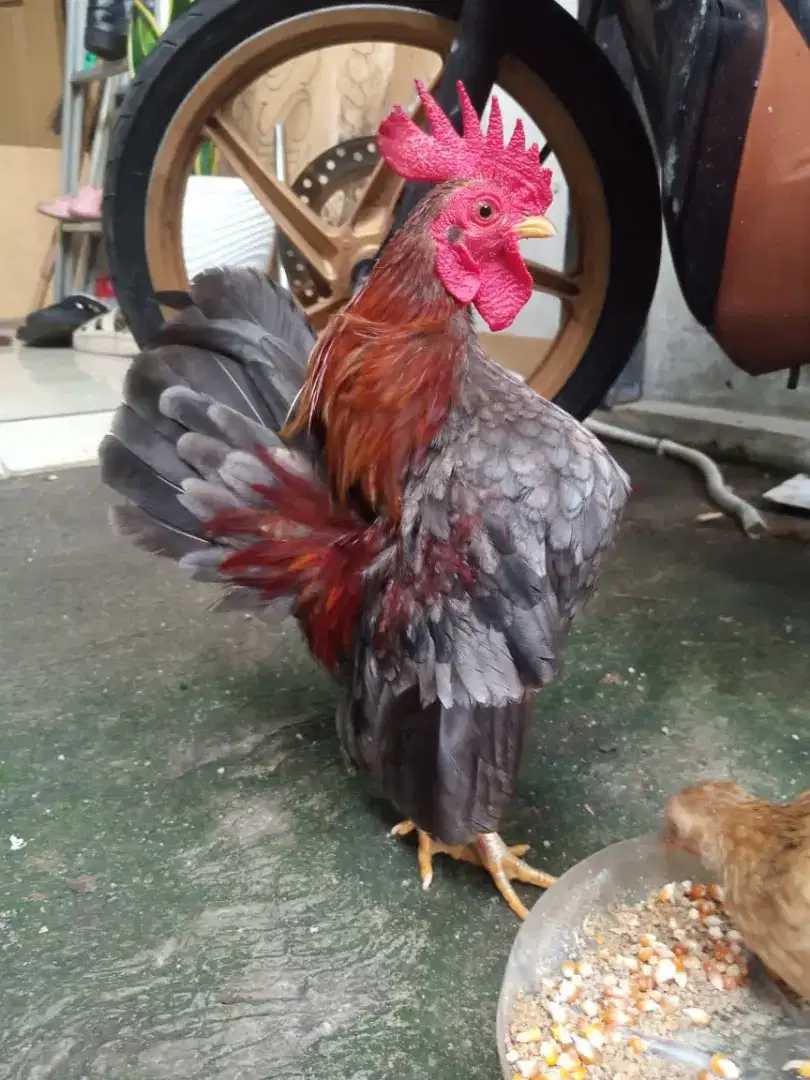 Ayam serama jantan dan betina