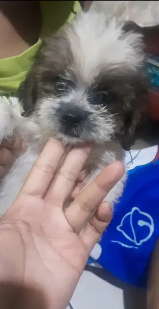 Anjing puppy mix shitzu jantan