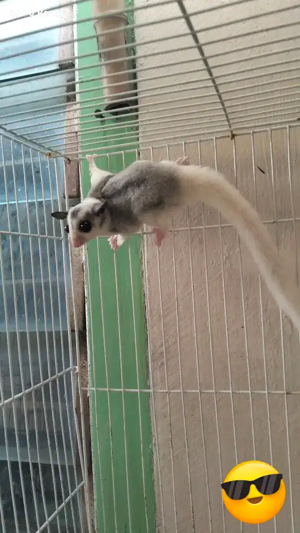 Sugar glider Mozaik (Betina,Umur 3bulan)