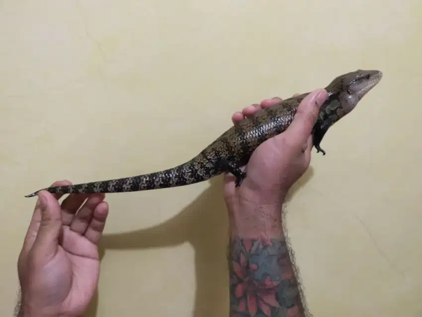 iguana panana blue tongue skink