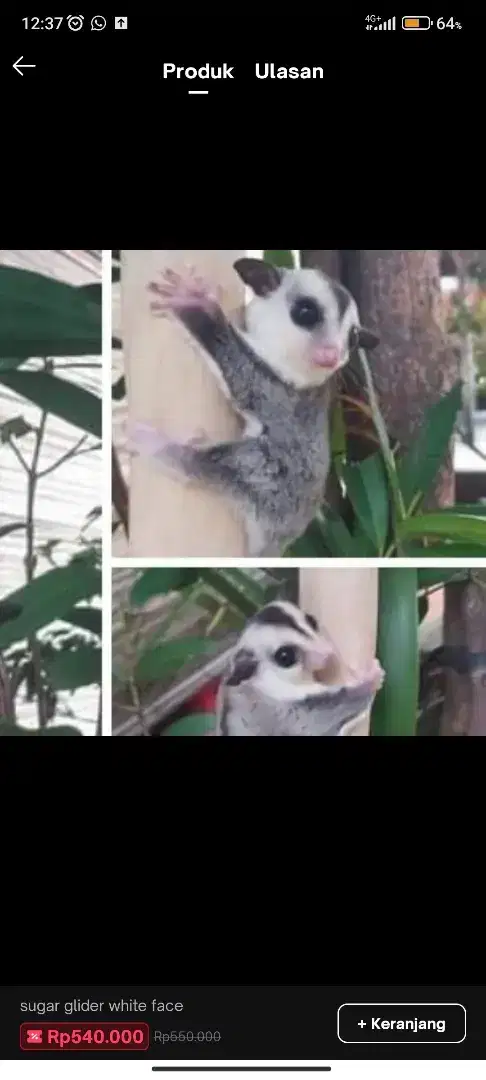 Sugar Glider White face