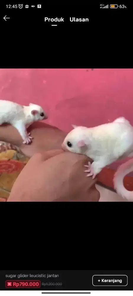 Sugar glider leucistic