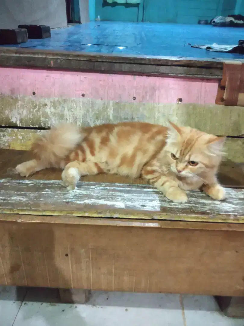 Lepas adopsi kucing Persia medium