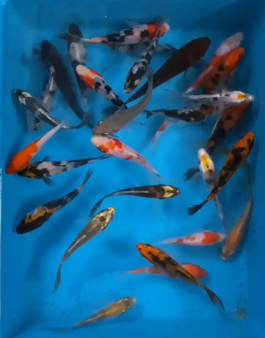 PROMO ANAKAN KOI SIZE 12-15cm