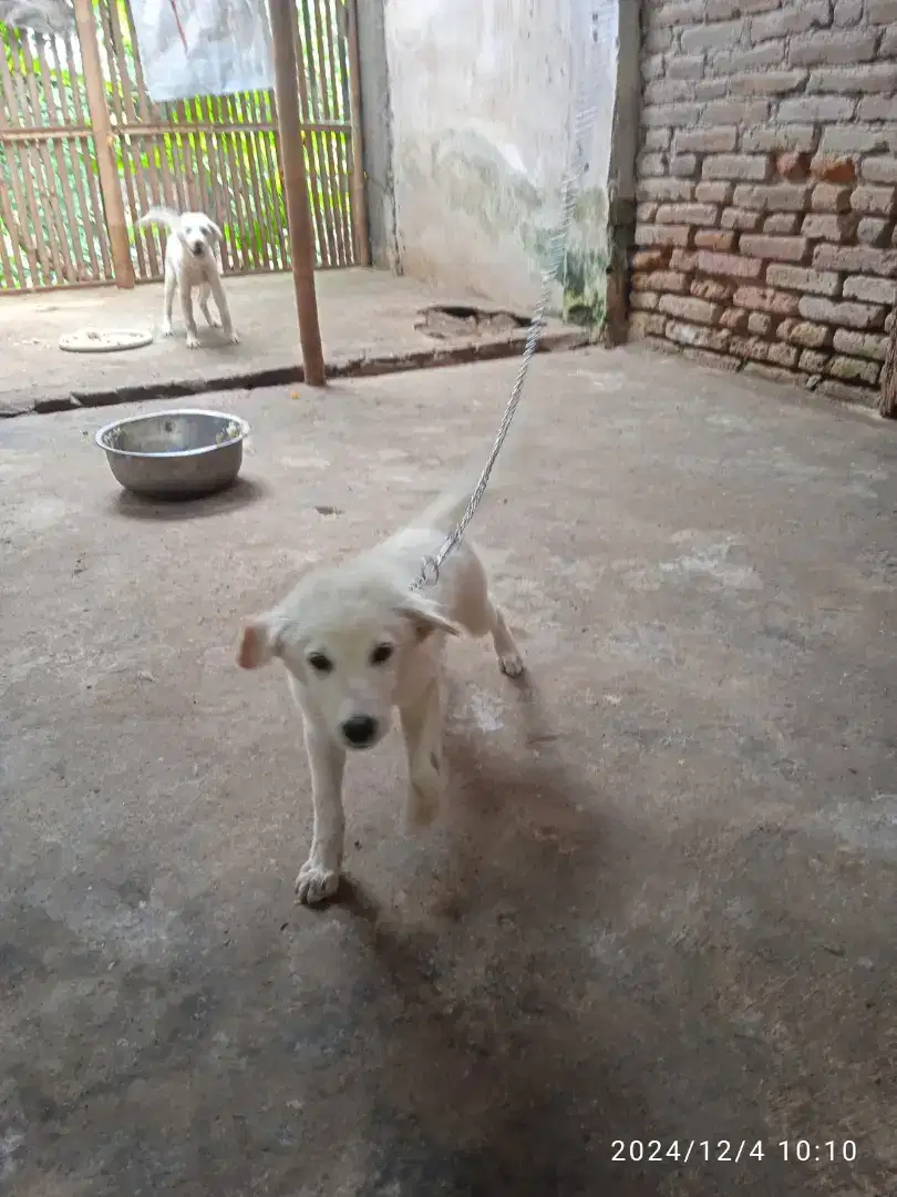 Puppies husky mix malthies