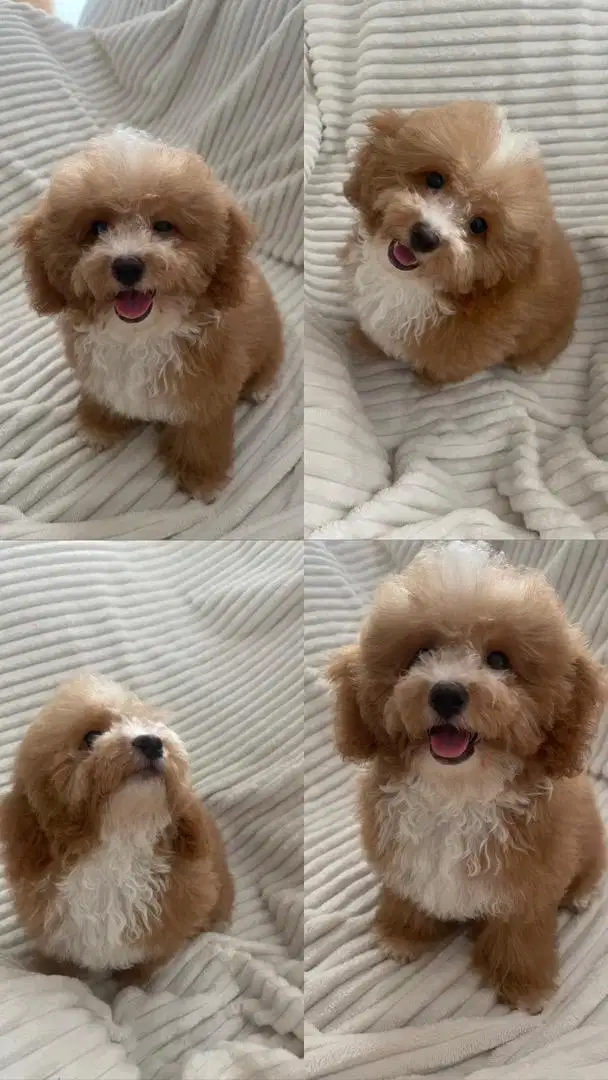 Toy poodle apricot