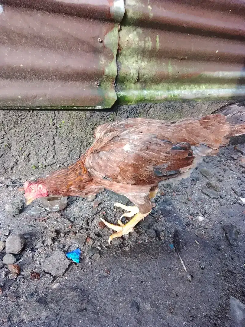 Di jual indukan betina ayam