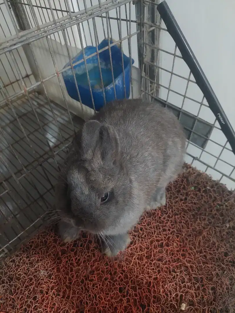 Kelinci Netherland Dwarf