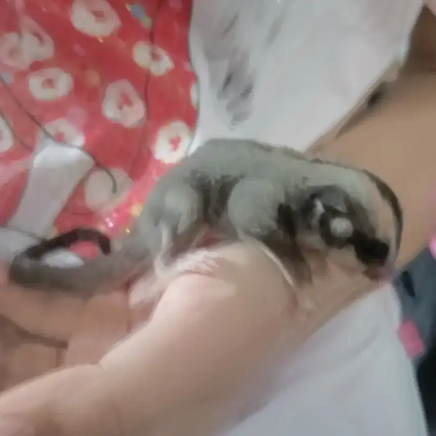 FLASH SALE DIJUAL MURAH SUGAR GLIDER Classic Grey