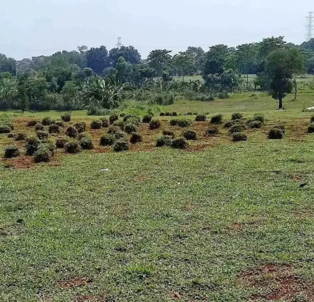 Rumput gajah biasa rumput gajah paitan