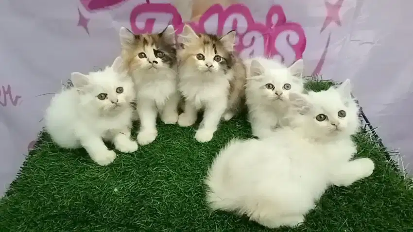 Kucing Persia kitten